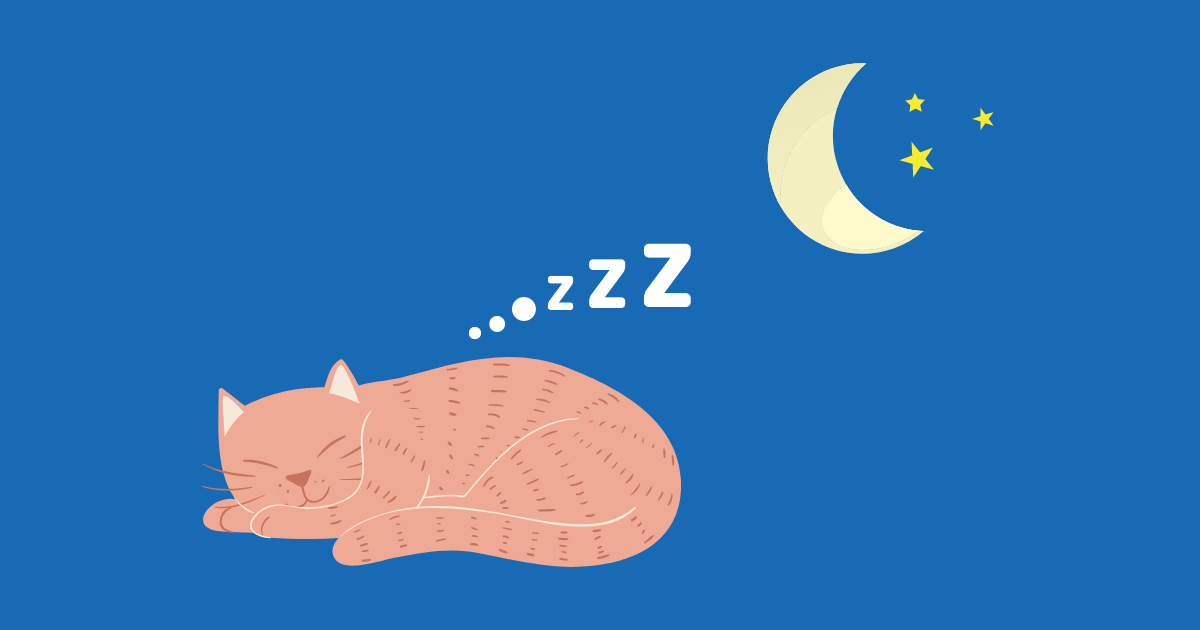 猫が寝てる画像
