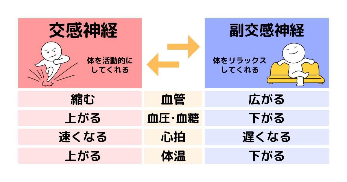 自律神経についてまとめた画像