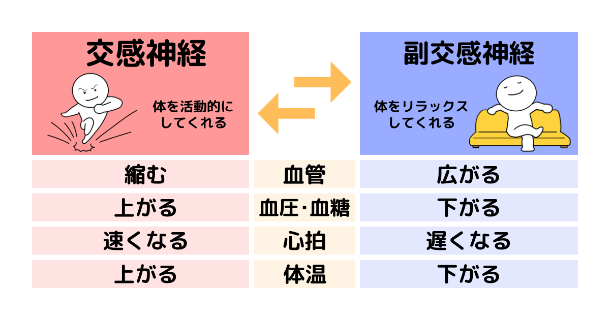 自律神経について